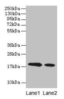 Western blot. All lanes: Bovine milk Beta-lactoglobulin antibody at 1:500. Lane 1: Bovine milk Beta-lactoglobulin at 0.1mg/ml. Lane 2: Bovine milk Beta-lactoglobulin at 10µg/ml. Secondary. Goat polyclonal to rabbit IgG at 1/15000 dilution. Predicted band size: 18 kDa. Observed band size: 18 kDa