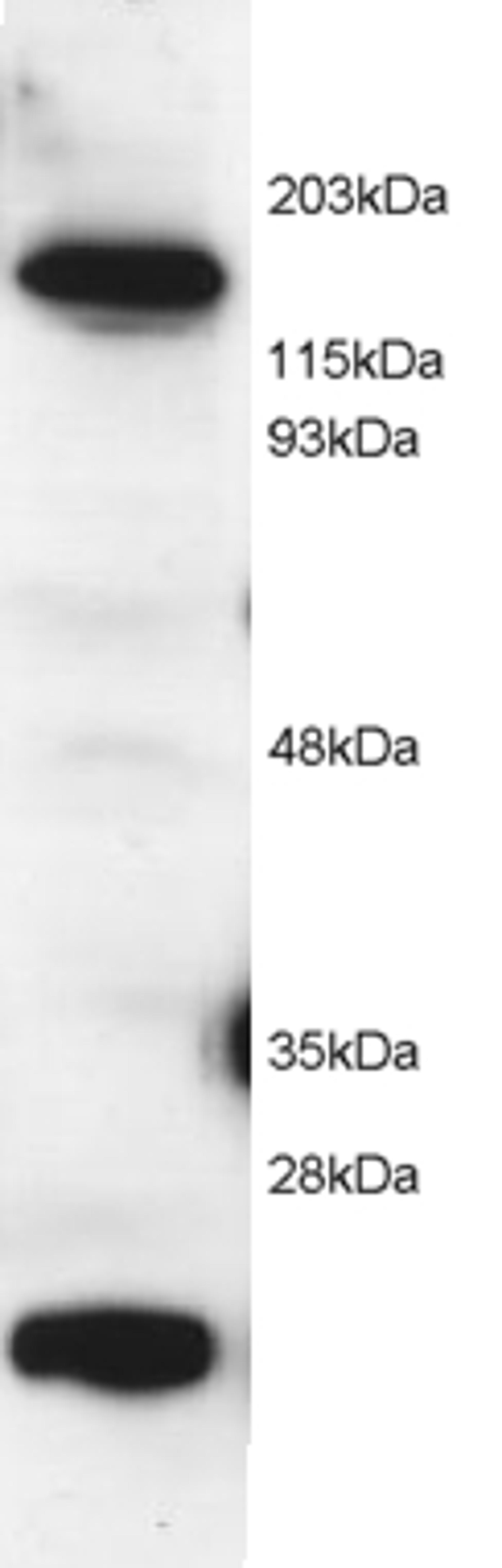 45-914 (2ug/ml) staining of Hela lysate (RIPA buffer, 1.4E5 cells per lane). Detected by chemiluminescence.