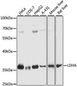 Western blot - LDHA antibody (A16394)