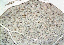 IHC-P of rat pancreatic tissue using IRS4 antibody.