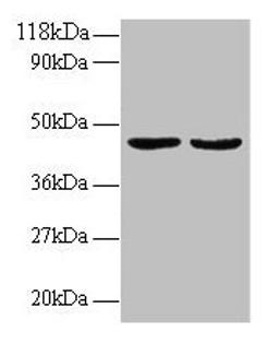 Western blot. All lanes: TNFSF14 antibody at 2µg/ml. Lane 1: EC109 whole cell lysate. Lane 2: 293T whole cell lysate. Secondary. Goat polyclonal to rabbit IgG at 1/15000 dilution. Predicted band size: 27, 23 kDa. Observed band size: 45 kDa