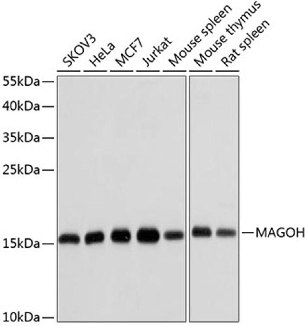 Western blot - MAGOH antibody (A6035)