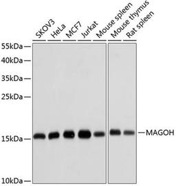 Western blot - MAGOH antibody (A6035)