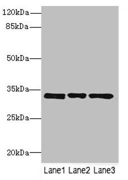 Western blot. All lanes: PECR antibody at 3.27µg/ml. Lane 1: MCF-7 whole cell lysate. Lane 2: HepG2 whole cell lysate. Lane 3: Hela whole cell lysate. Secondary. Goat polyclonal to rabbit IgG at 1/10000 dilution. Predicted band size: 33, 17 kDa. Observed band size: 33 kDa