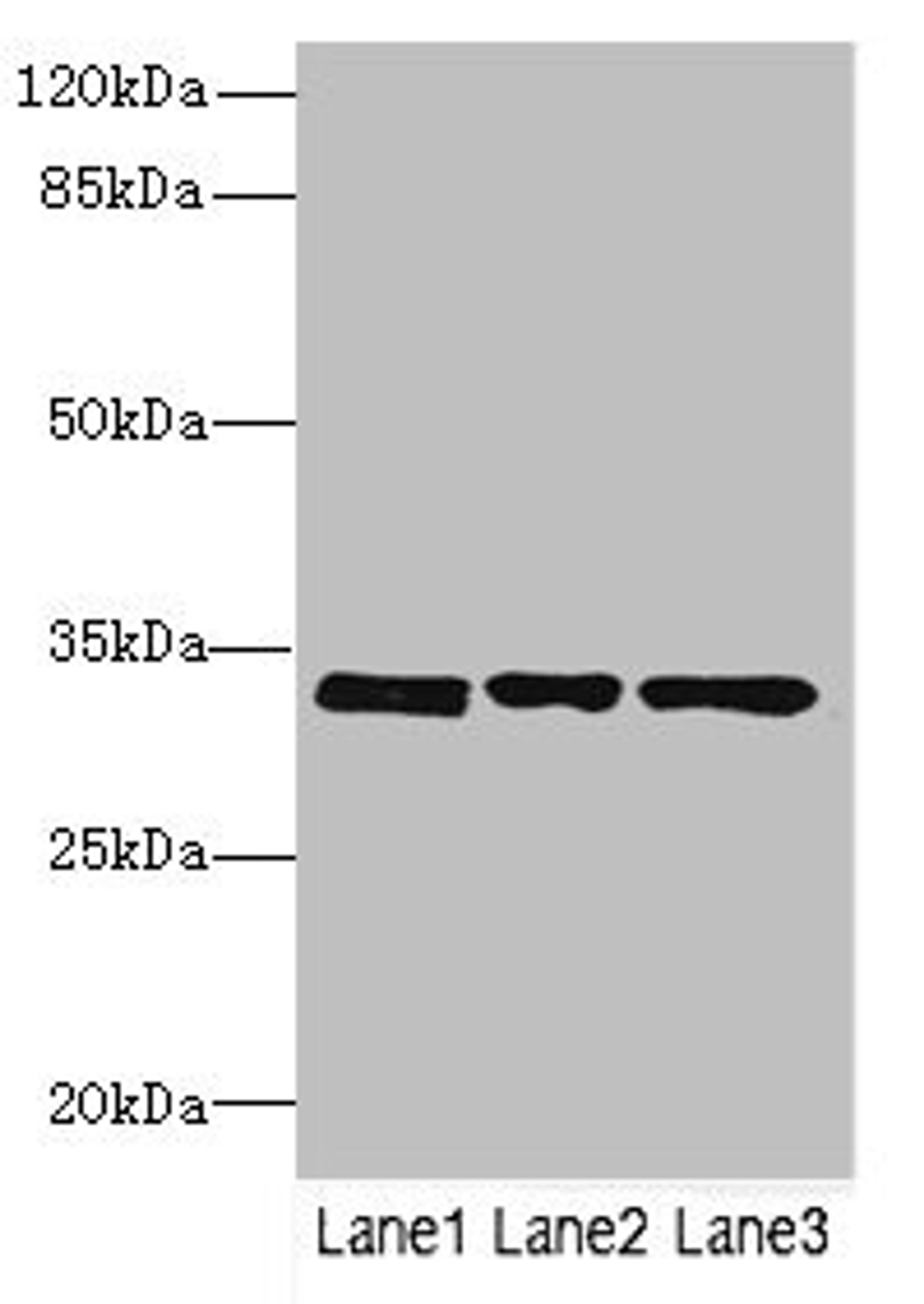 Western blot. All lanes: PECR antibody at 3.27µg/ml. Lane 1: MCF-7 whole cell lysate. Lane 2: HepG2 whole cell lysate. Lane 3: Hela whole cell lysate. Secondary. Goat polyclonal to rabbit IgG at 1/10000 dilution. Predicted band size: 33, 17 kDa. Observed band size: 33 kDa