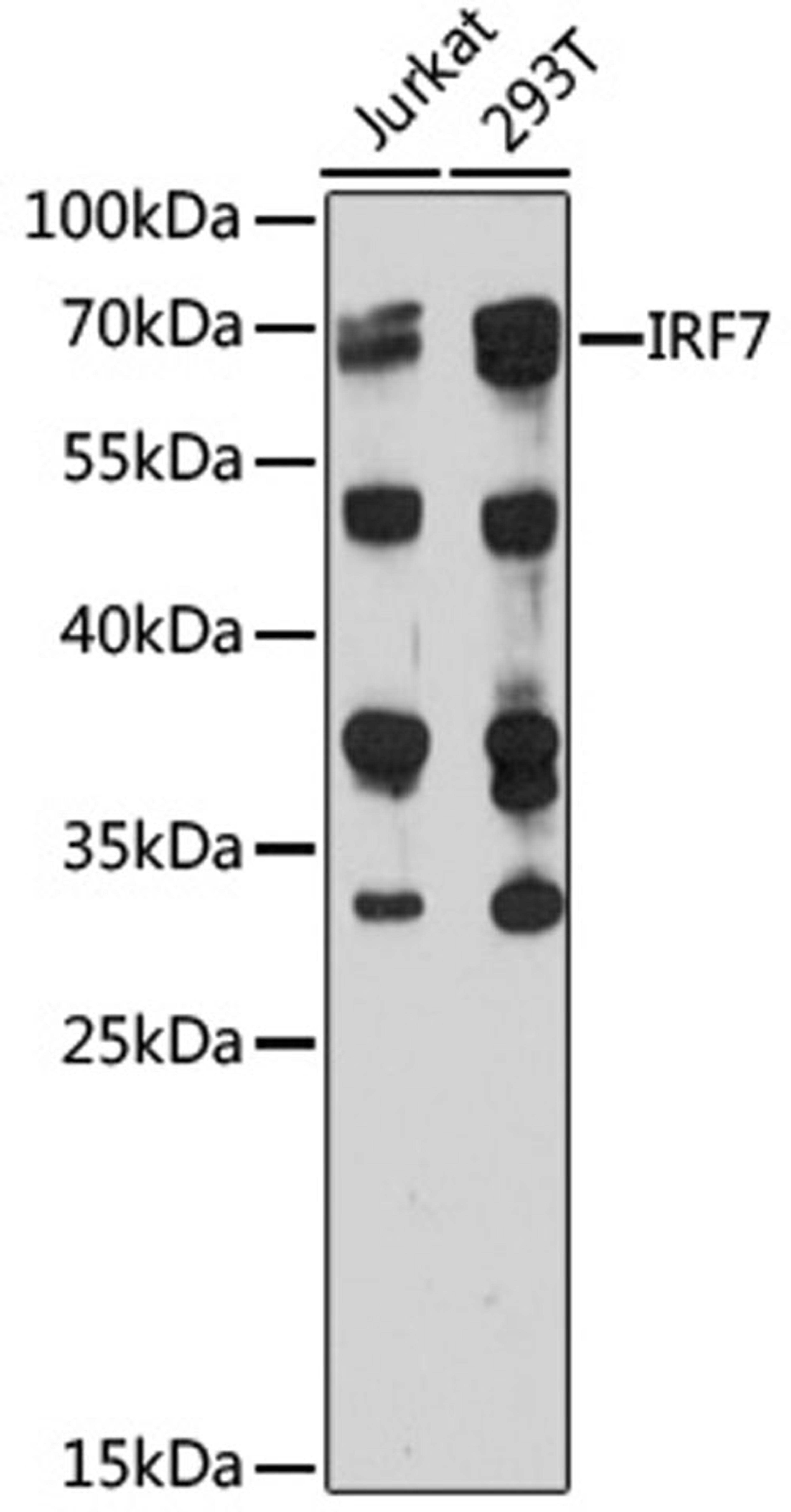 Western blot - IRF7 antibody (A0159)