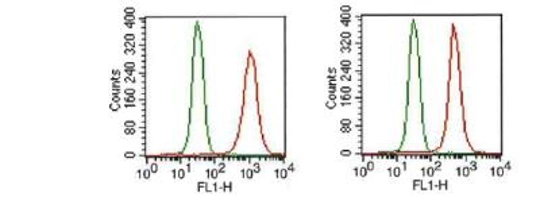 Flow Cytometry: FGF R1 Antibody (M17D10) [NB100-2080] - Analysis of FGF R1 in HEK293 cells (2x10^6 cells/ml) were stained with FGF R1 antibody (NB100-2080, red) at 1:1000 dilution. Detected with FITC conjugated goat anti-mouse IgG1 isotype control (green). Two distinct samples shown.