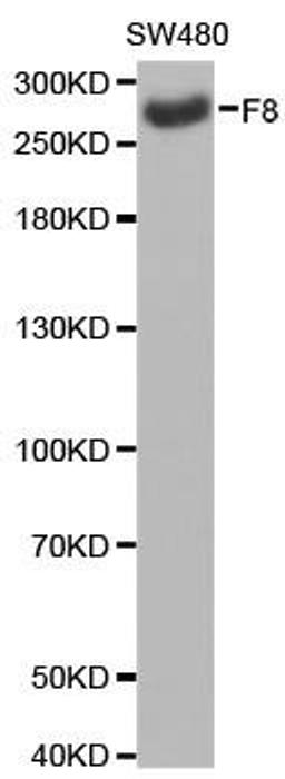 Western blot analysis of extracts of SW480 cell line using F8 antibody