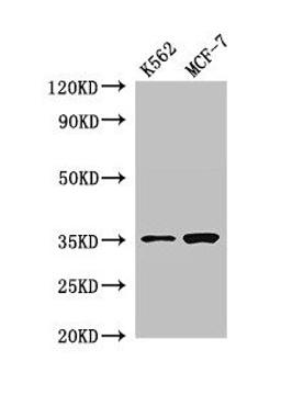 Western Blot. Positive WB detected in: K562 whole cell lysate, MCF-7 whole cell lysate. All lanes: EN2 antibody at 2.8µg/ml. Secondary. Goat polyclonal to rabbit IgG at 1/50000 dilution. Predicted band size: 35 kDa. Observed band size: 35 kDa