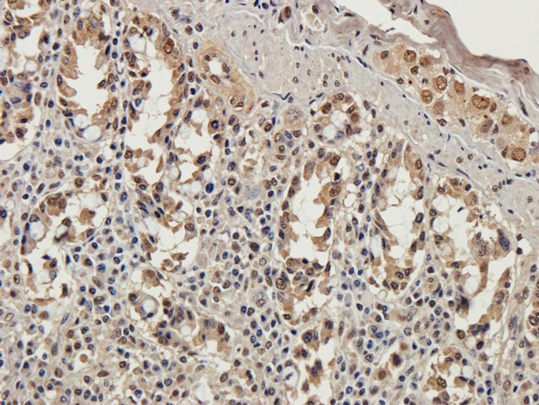 Immunohistochemical staining of pig small intestines tissue using anti-Enkephalin (2.5 ug/ml)