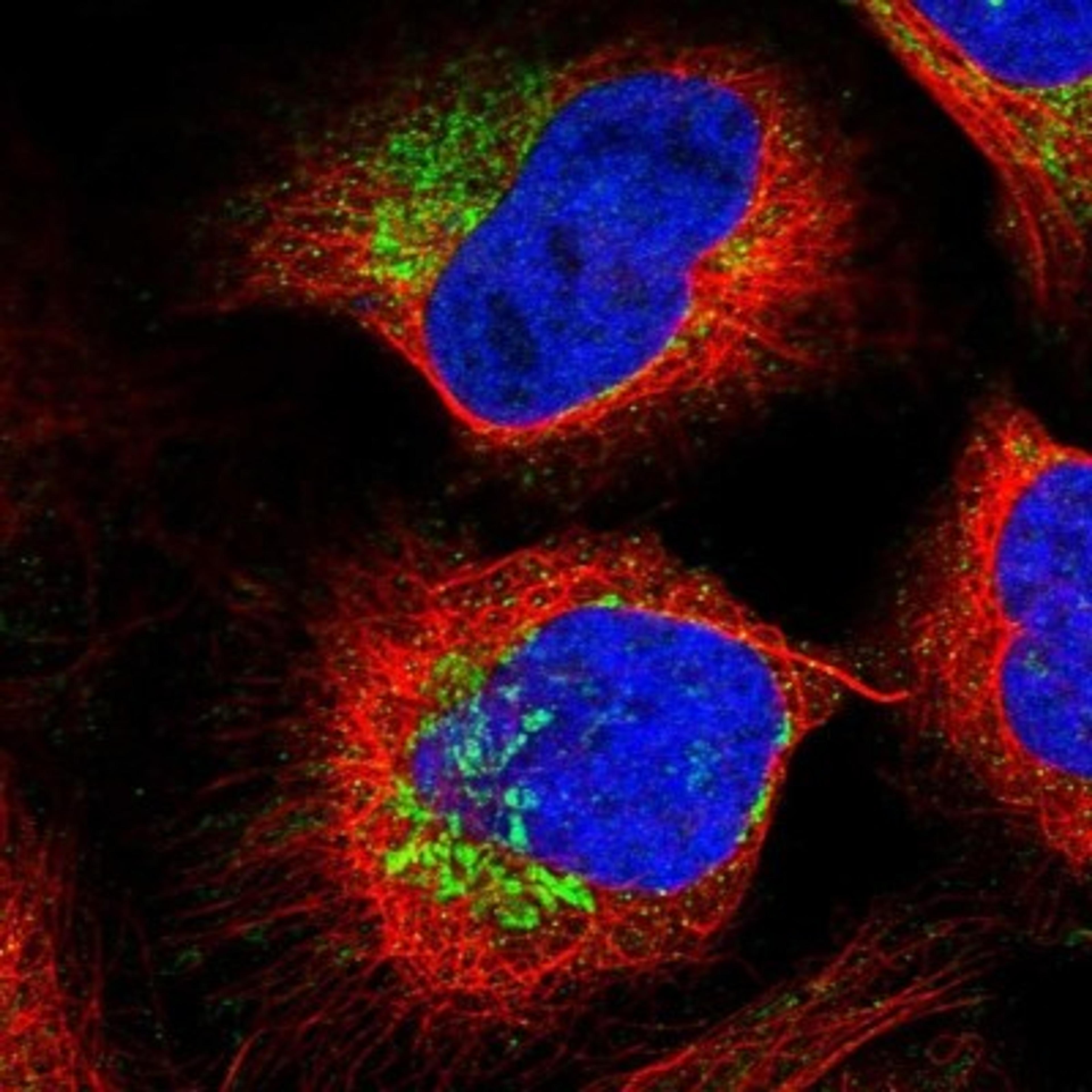 Immunocytochemistry/Immunofluorescence: PTCD3 Antibody [NBP1-84125] - Immunofluorescent staining of human cell line U-2 OS shows positivity in mitochondria.