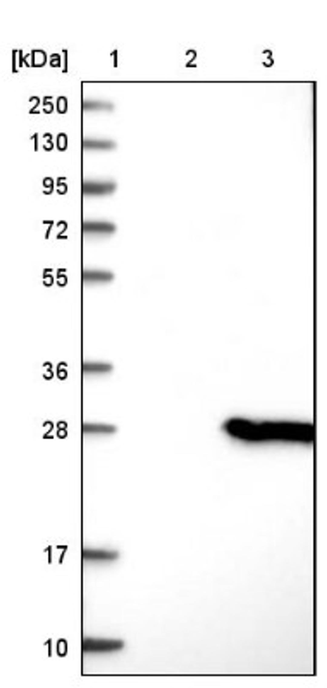 Western Blot: PIPPIN Antibody [NBP1-87271] - Lane 1: Marker [kDa] 250, 130, 95, 72, 55, 36, 28, 17, 10<br/>Lane 2: Negative control (vector only transfected HEK293T lysate)<br/>Lane 3: Over-expression lysate (Co-expressed with a C-terminal myc-DDK tag (~3.1 kDa) in mammalian HEK293T cells, LY415263)