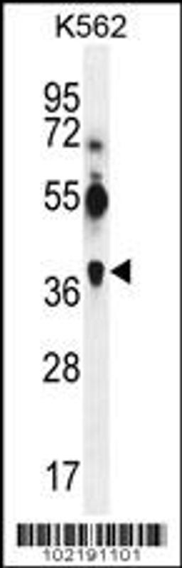 Western blot analysis in K562 cell line lysates (35ug/lane).