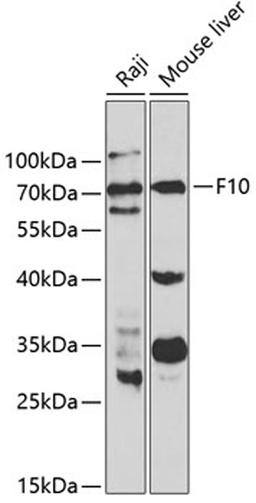 Western blot - F10 antibody (A1452)