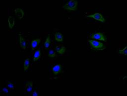 Immunofluorescence staining of A549 cell with CSB-RA004936MA1HU at 1:30, counter-stained with DAPI. The cells were fixed in 4% formaldehyde and blocked in 10% normal Goat Serum. The cells were then incubated with the antibody overnight at 4C. The secondary antibody was FITC-conjugated AffiniPure Goat Anti-mouse IgG(H+L).