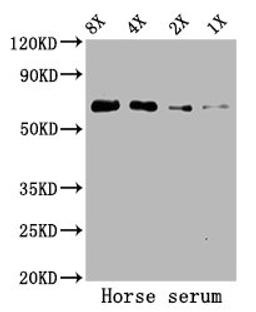 Western Blot. Positive WB detected in: Horse serum. All lanes: ALB antibody at 5.2µg/ml. Secondary. Goat polyclonal to rabbit IgG at 1/50000 dilution. Predicted band size: 69 kDa. Observed band size: 69 kDa