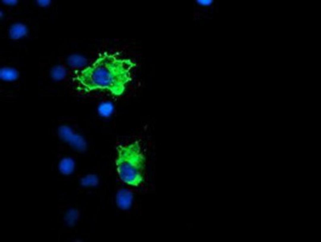 Immunocytochemistry/Immunofluorescence: GADD34 Antibody (3D12) [NBP2-01787] - Staining of COS7 cells transiently transfected by pCMV6-ENTRY GADD34.