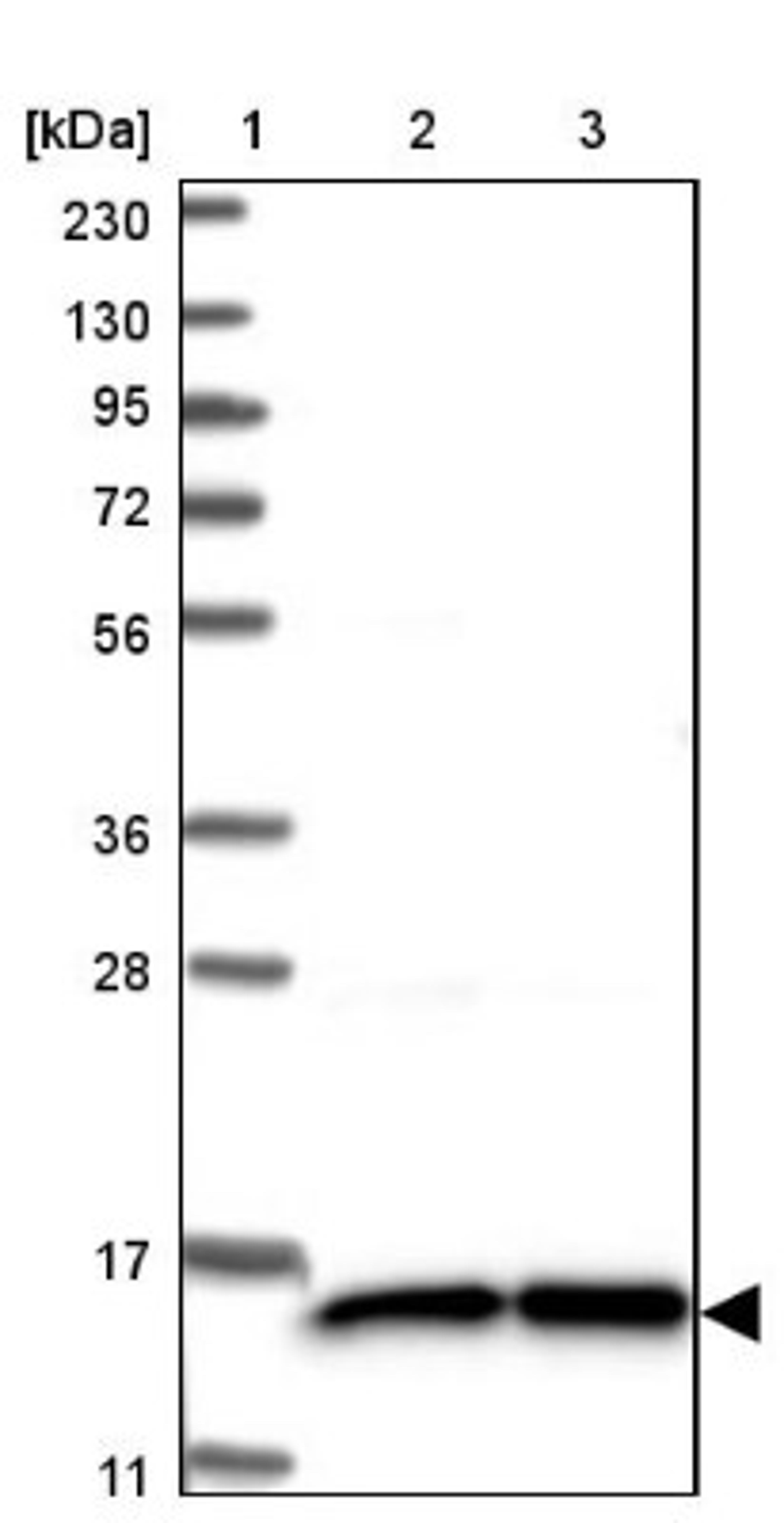 Western Blot: FAM136A Antibody [NBP1-82226] - Lane 1: Marker [kDa] 230, 130, 95, 72, 56, 36, 28, 17, 11<br/>Lane 2: Human cell line RT-4<br/>Lane 3: Human cell line U-251MG sp