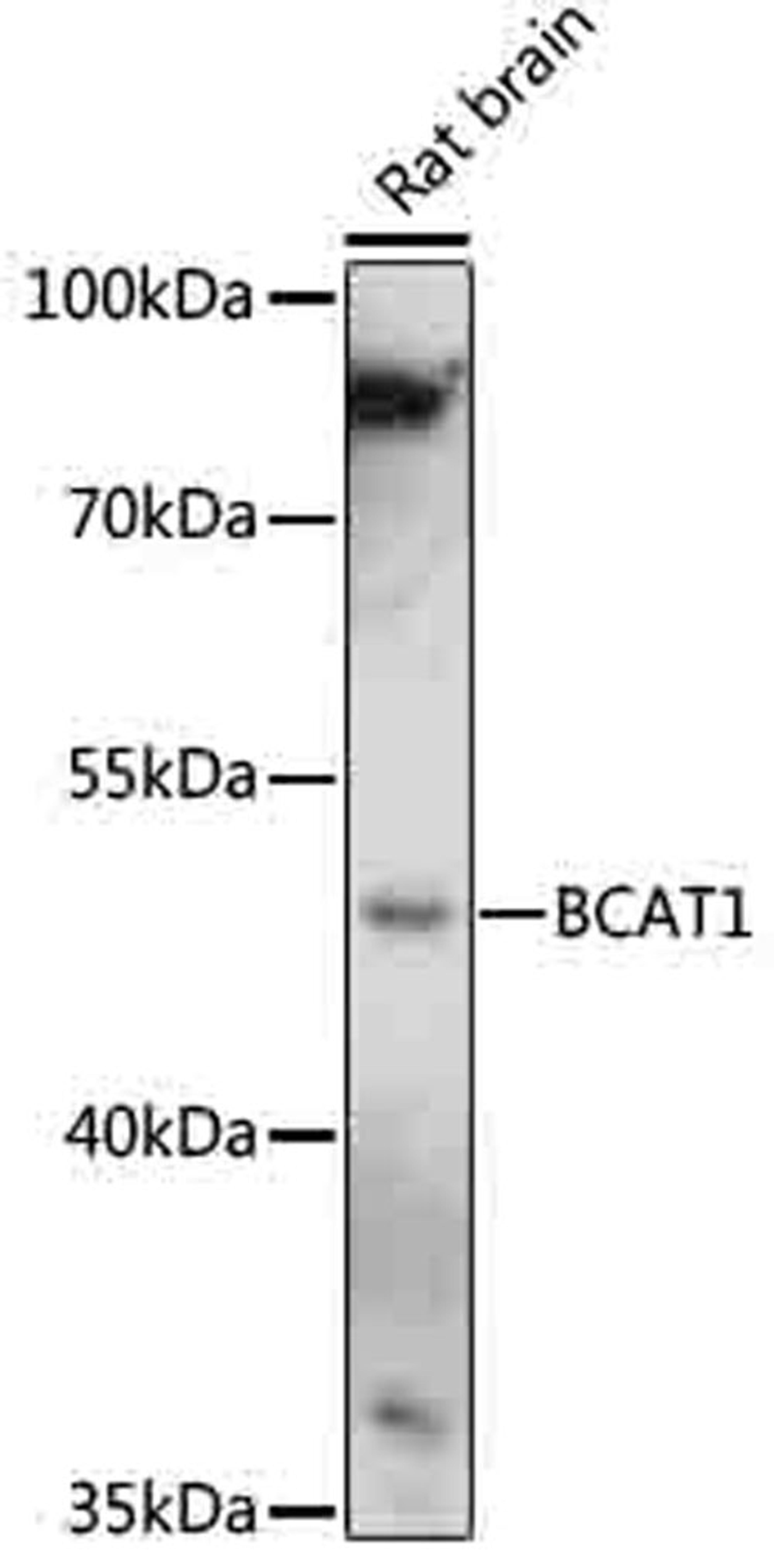 Western blot - BCAT1 antibody (A16351)