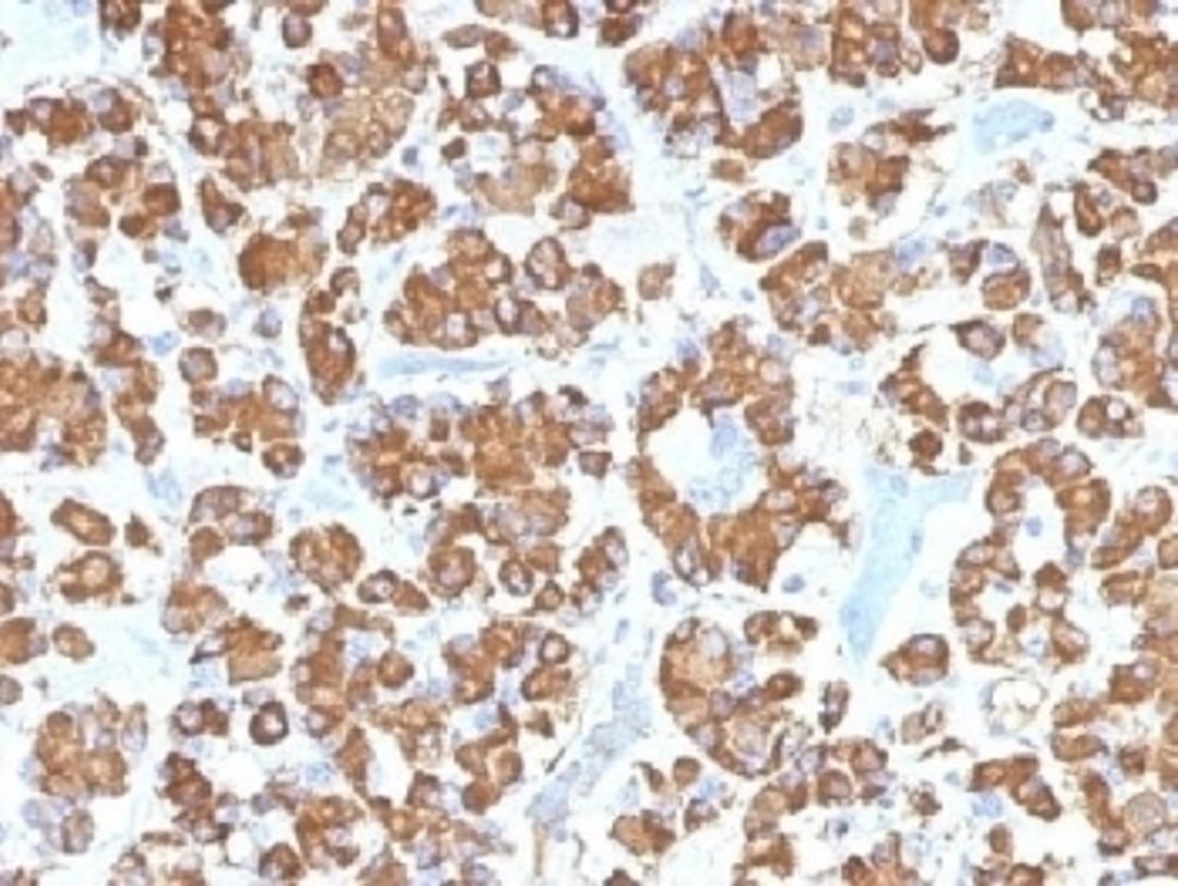 IHC testing of FFPE human pituitary gland with GH antibody (clone GH/1450). Required HIER: boil tissue sections in 10mM citrate buffer, pH 6, for 10-20 min.