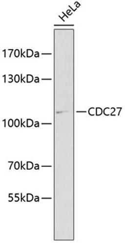 Western blot - CDC27 antibody (A1954)