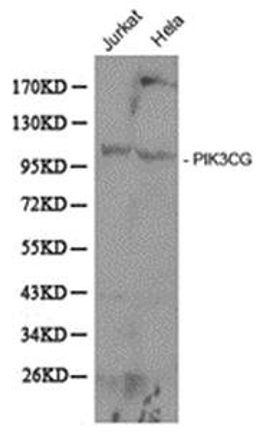 Western blot analysis of Jurkat and Hela cell lines lysates using PI3 Kinase p110 gamma antibody