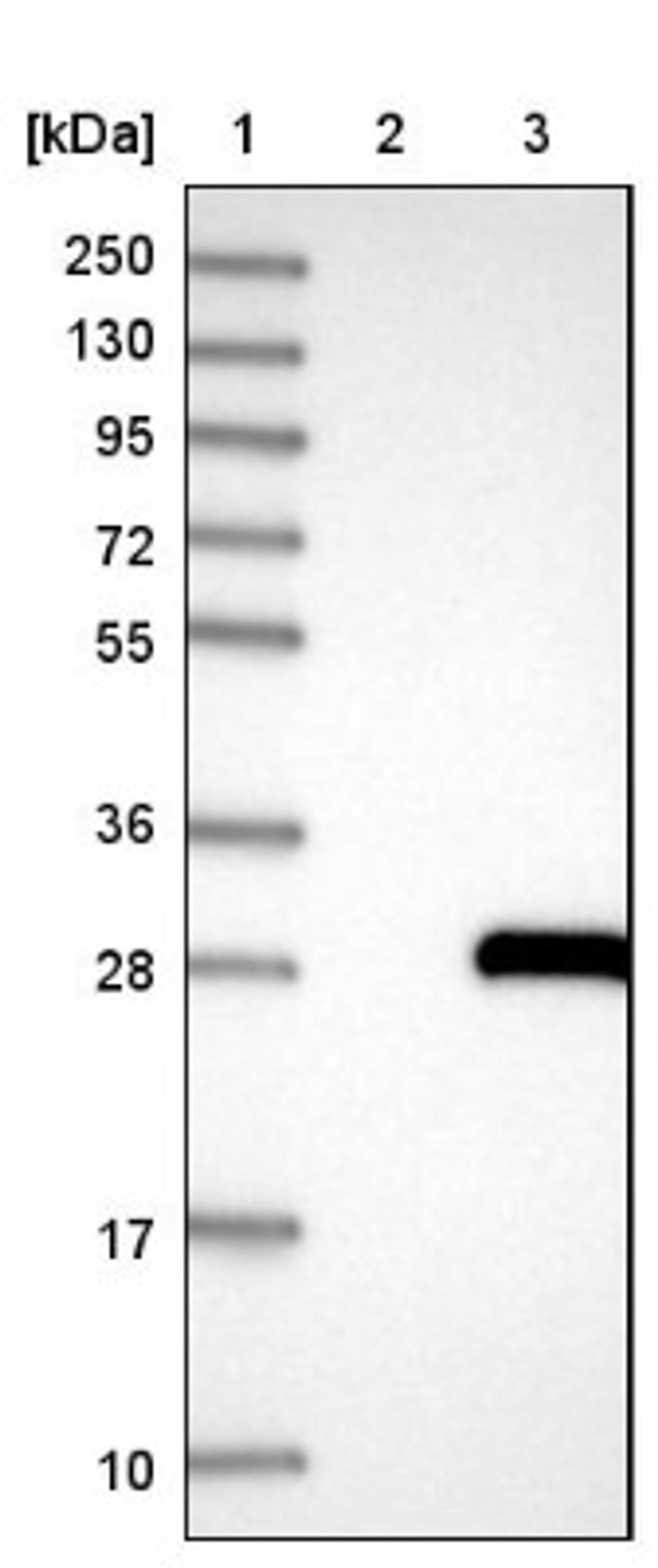 Western Blot: ARL14 Antibody [NBP1-88843] - Lane 1: Marker [kDa] 250, 130, 95, 72, 55, 36, 28, 17, 10<br/>Lane 2: Negative control (vector only transfected HEK293T lysate)<br/>Lane 3: Over-expression lysate (Co-expressed with a C-terminal myc-DDK tag (~3.1 kDa) in mammalian HEK293T cells, LY410925)