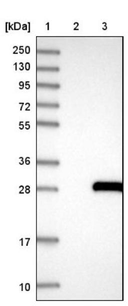 Western Blot: ARL14 Antibody [NBP1-88843] - Lane 1: Marker [kDa] 250, 130, 95, 72, 55, 36, 28, 17, 10<br/>Lane 2: Negative control (vector only transfected HEK293T lysate)<br/>Lane 3: Over-expression lysate (Co-expressed with a C-terminal myc-DDK tag (~3.1 kDa) in mammalian HEK293T cells, LY410925)