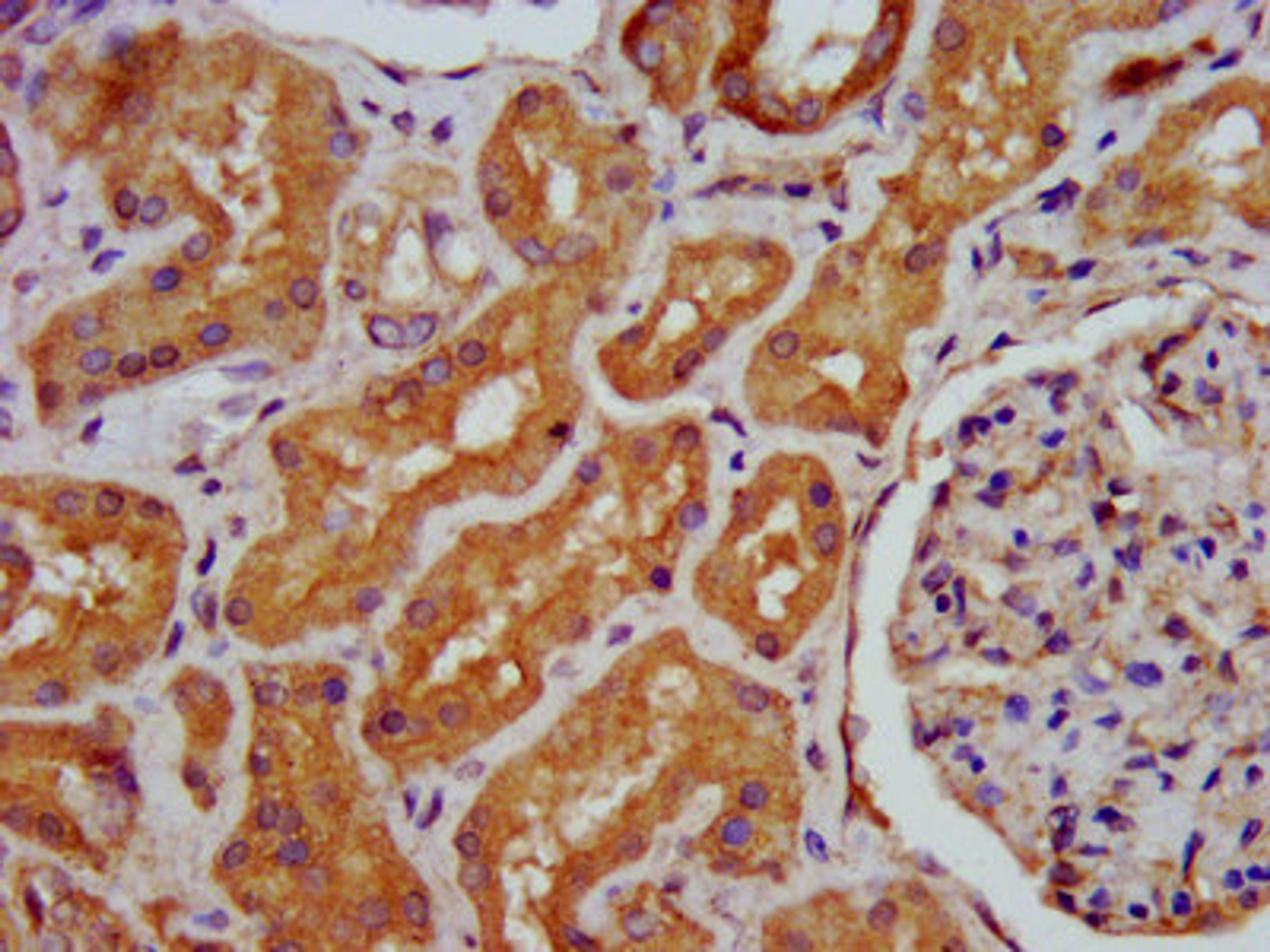 IHC image of CSB-PA803158LA01HU diluted at 1:400 and staining in paraffin-embedded human kidney tissue performed on a Leica BondTM system. After dewaxing and hydration, antigen retrieval was mediated by high pressure in a citrate buffer (pH 6.0). Section was blocked with 10% normal goat serum 30min at RT. Then primary antibody (1% BSA) was incubated at 4°C overnight. The primary is detected by a biotinylated secondary antibody and visualized using an HRP conjugated SP system.
