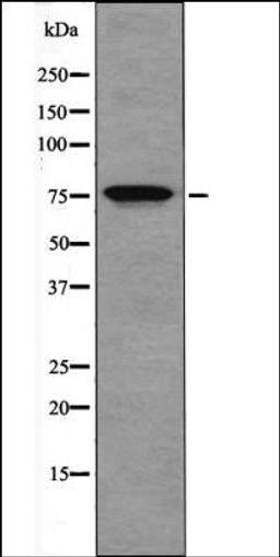 Western blot analysis of Jurkat whole cell lysates using OCT1 -Phospho-Ser385- antibody