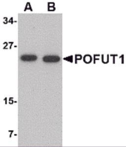 Western blot analysis of POFUT1 in human heart tissue lysate with POFUT1 antibody at (A) 0.5 and (B) 1 &#956;g/mL.