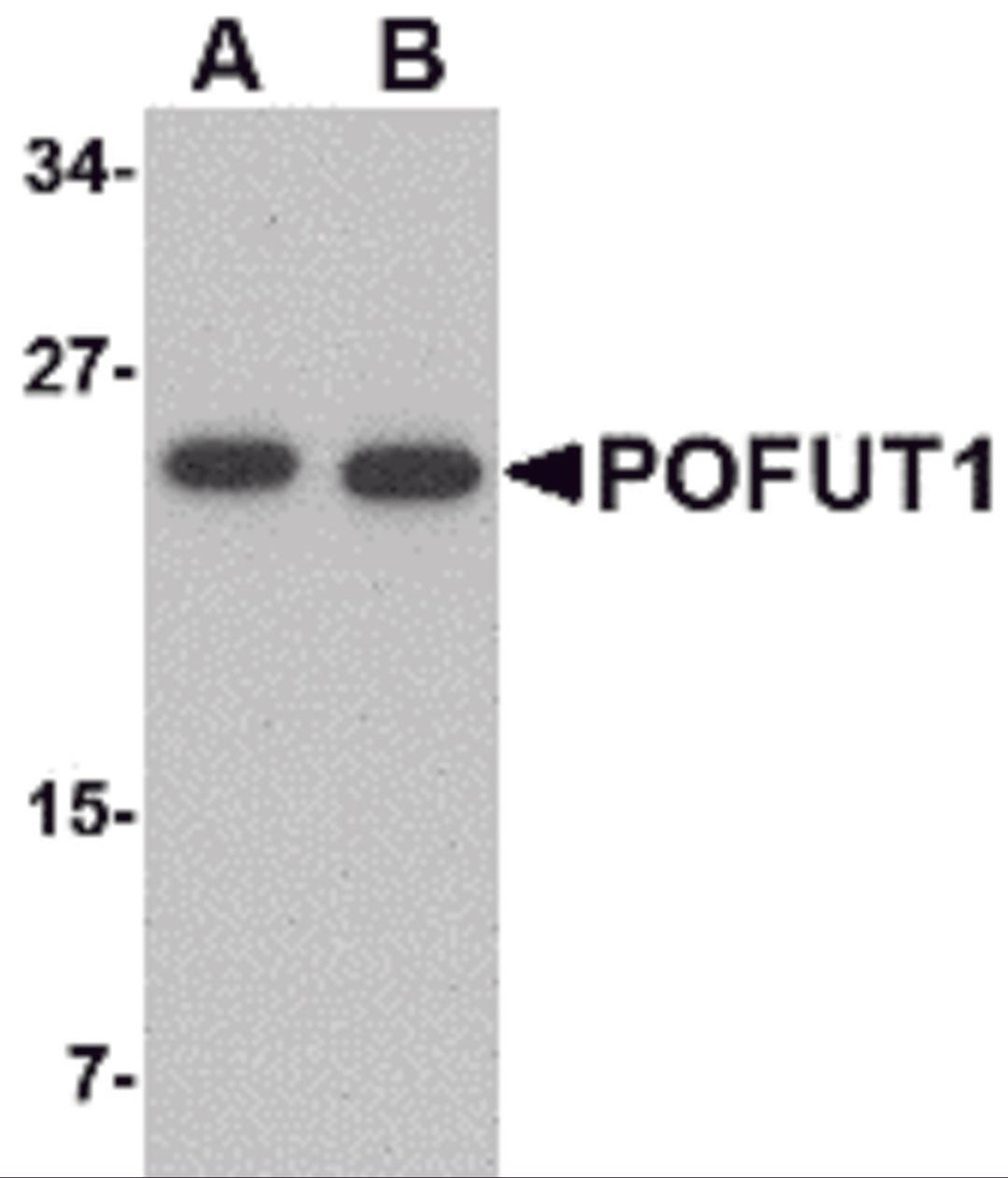 Western blot analysis of POFUT1 in human heart tissue lysate with POFUT1 antibody at (A) 0.5 and (B) 1 μg/mL.