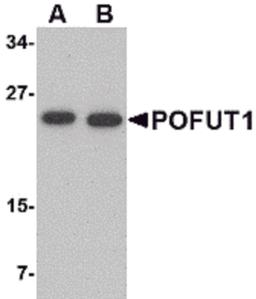 Western blot analysis of POFUT1 in human heart tissue lysate with POFUT1 antibody at (A) 0.5 and (B) 1 μg/mL.