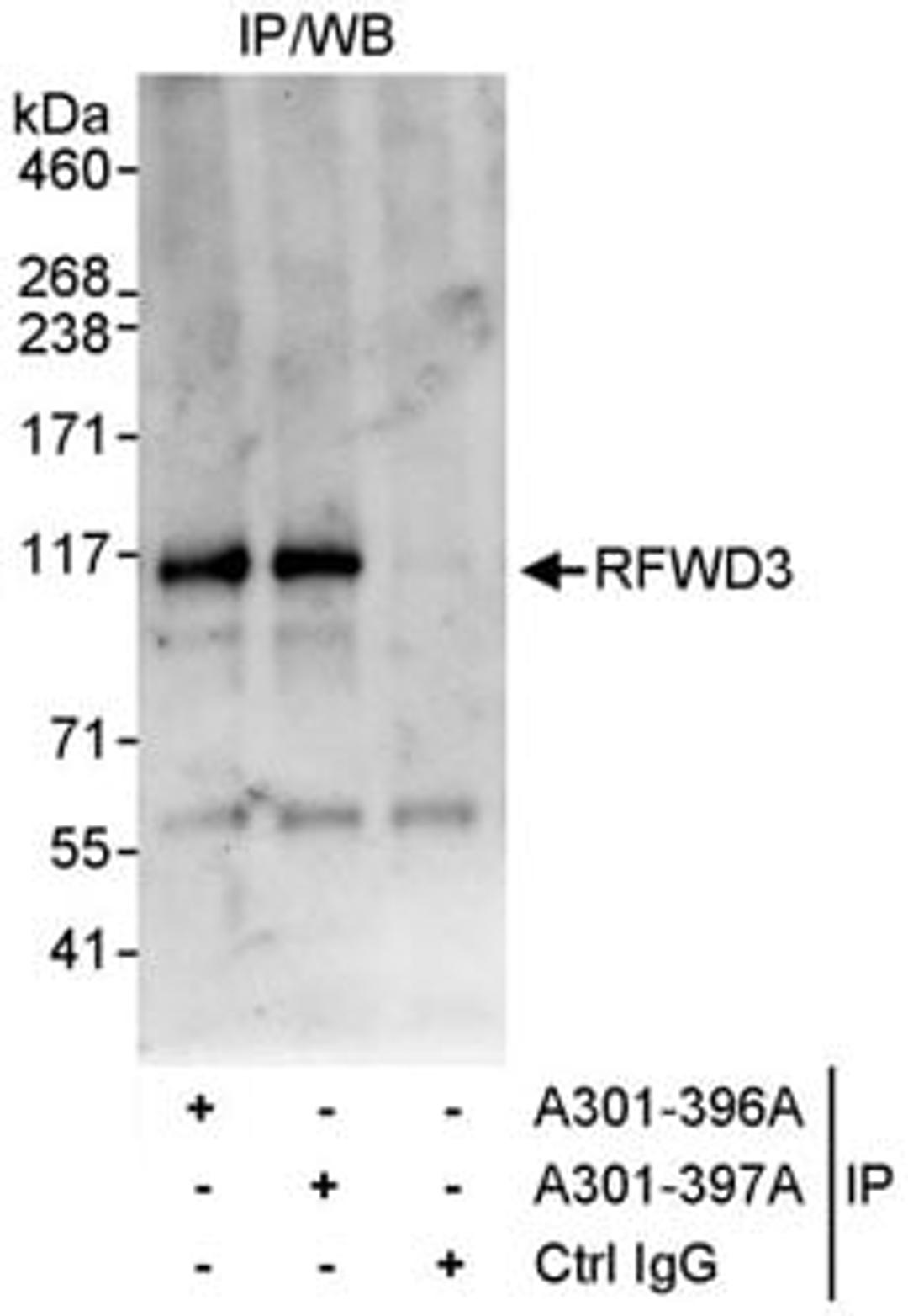 Detection of human RFWD3 by western blot of immunoprecipitates.