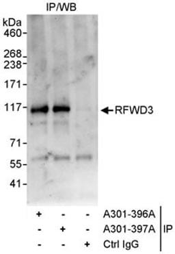 Detection of human RFWD3 by western blot of immunoprecipitates.