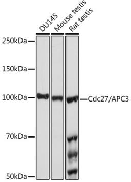 Western blot - Cdc27/APC3 Rabbit mAb (A3333)