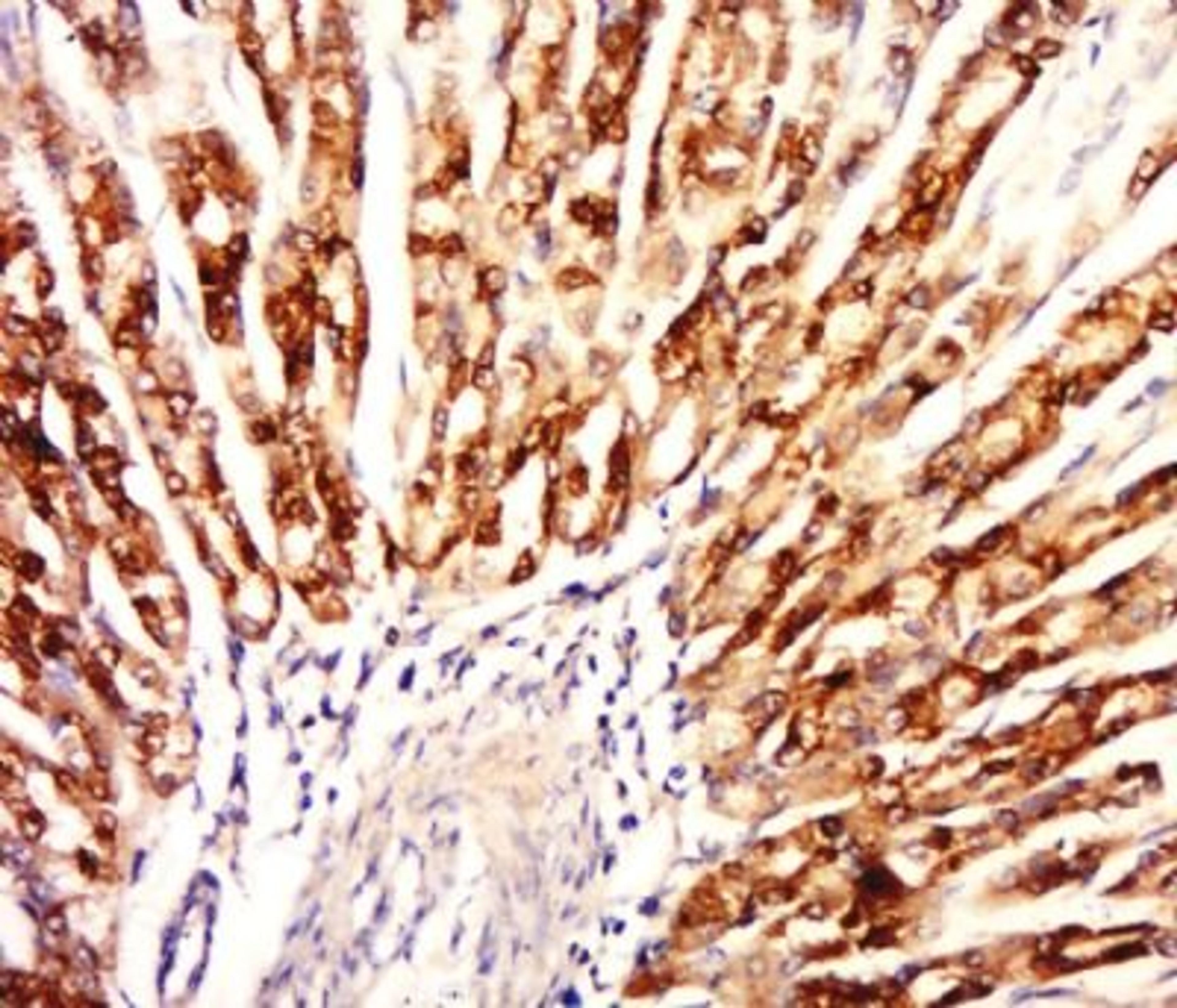 Immunohistochemical staining of rat stomach tissue using Olfactory Marker Protein antibody.