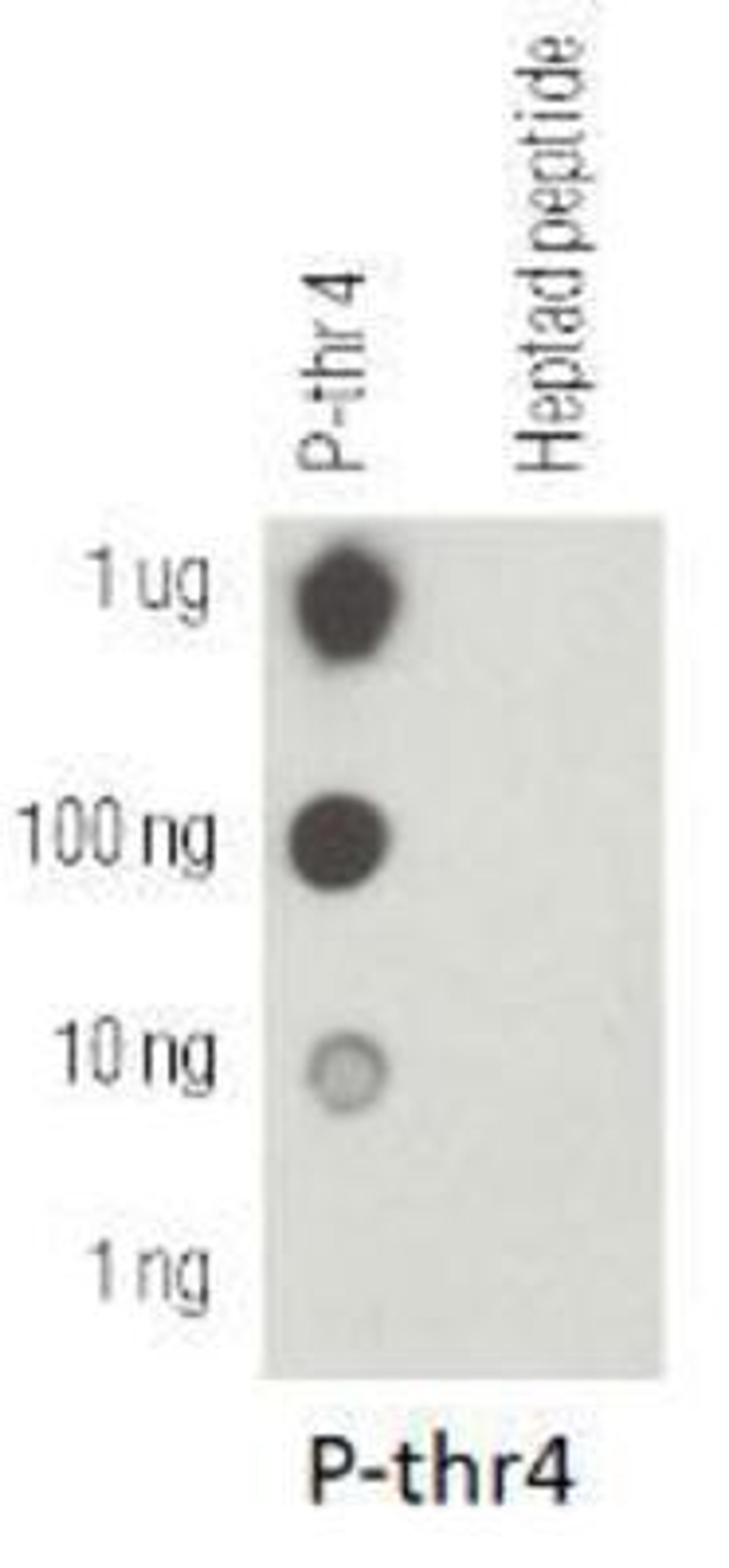 Dot Blot: RNA polymerase II [p Thr4] Antibody [NBP1-49546] - Dot blot analysis of RNA pol II CTD pT4 using phosphorylated and non-phosphorylated peptides.