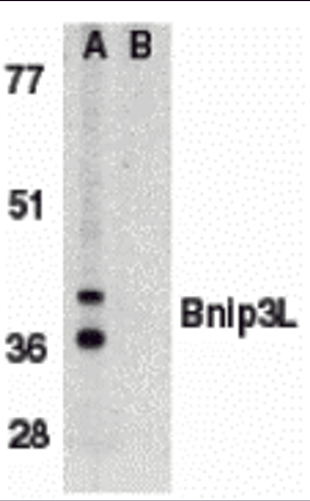 Western blot analysis of Bnip3L in K562 whole cell lysate in (A) the absence, or (B) presence of immunogenic peptide with Bnip3L antibody at 1 μg/mL.