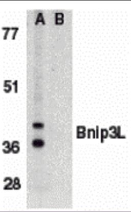 Western blot analysis of Bnip3L in K562 whole cell lysate in (A) the absence, or (B) presence of immunogenic peptide with Bnip3L antibody at 1 μg/mL.