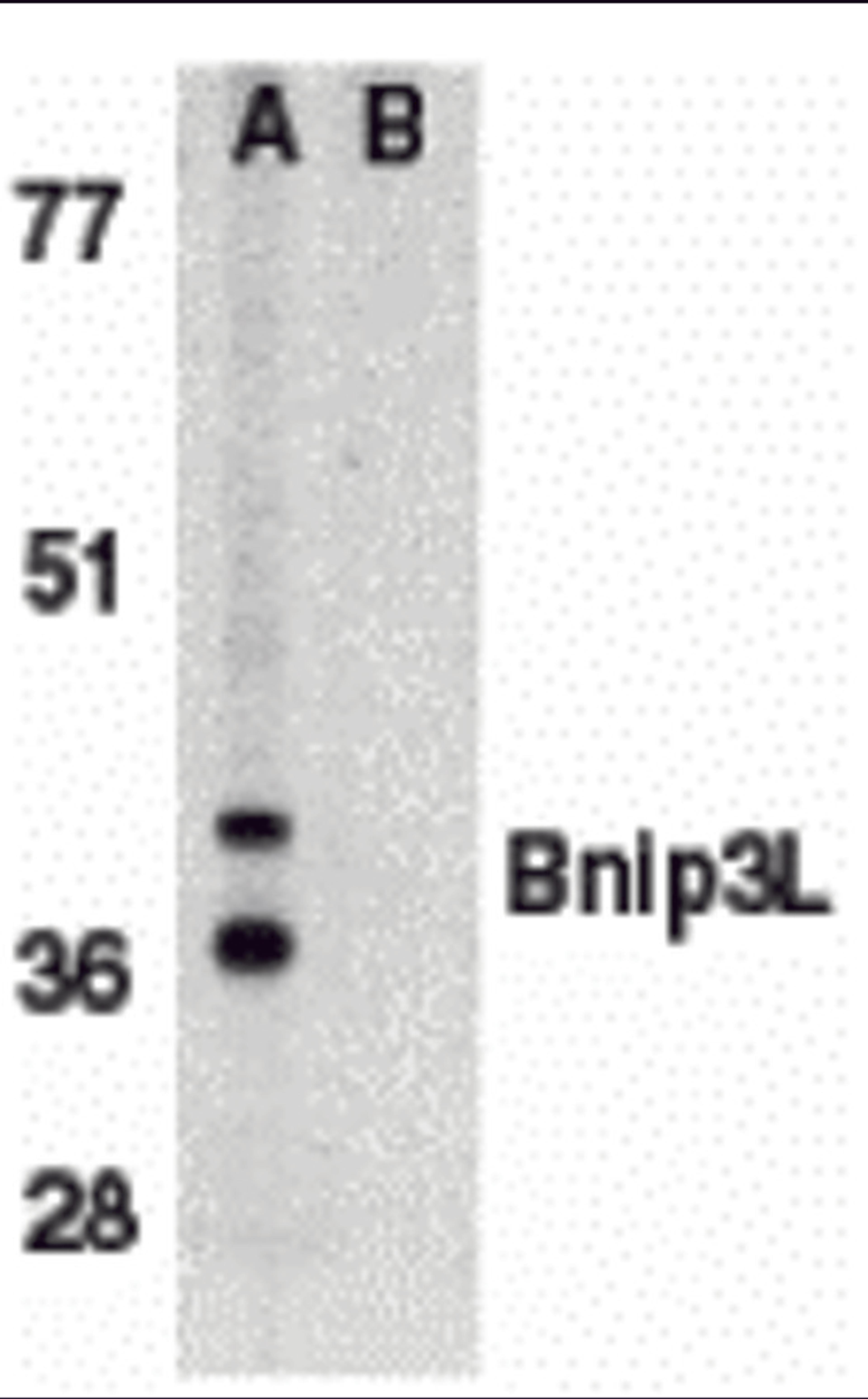 Western blot analysis of Bnip3L in K562 whole cell lysate in (A) the absence, or (B) presence of immunogenic peptide with Bnip3L antibody at 1 μg/mL.