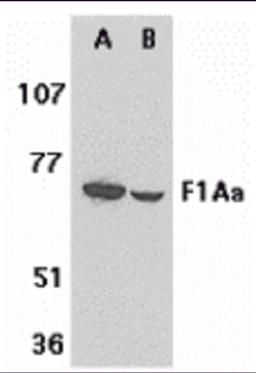 Western blot analysis of F1A alpha in mouse (A) and rat (B) liver tissue lysates with F1A alpha antibody at 1 &#956;g/mL. 