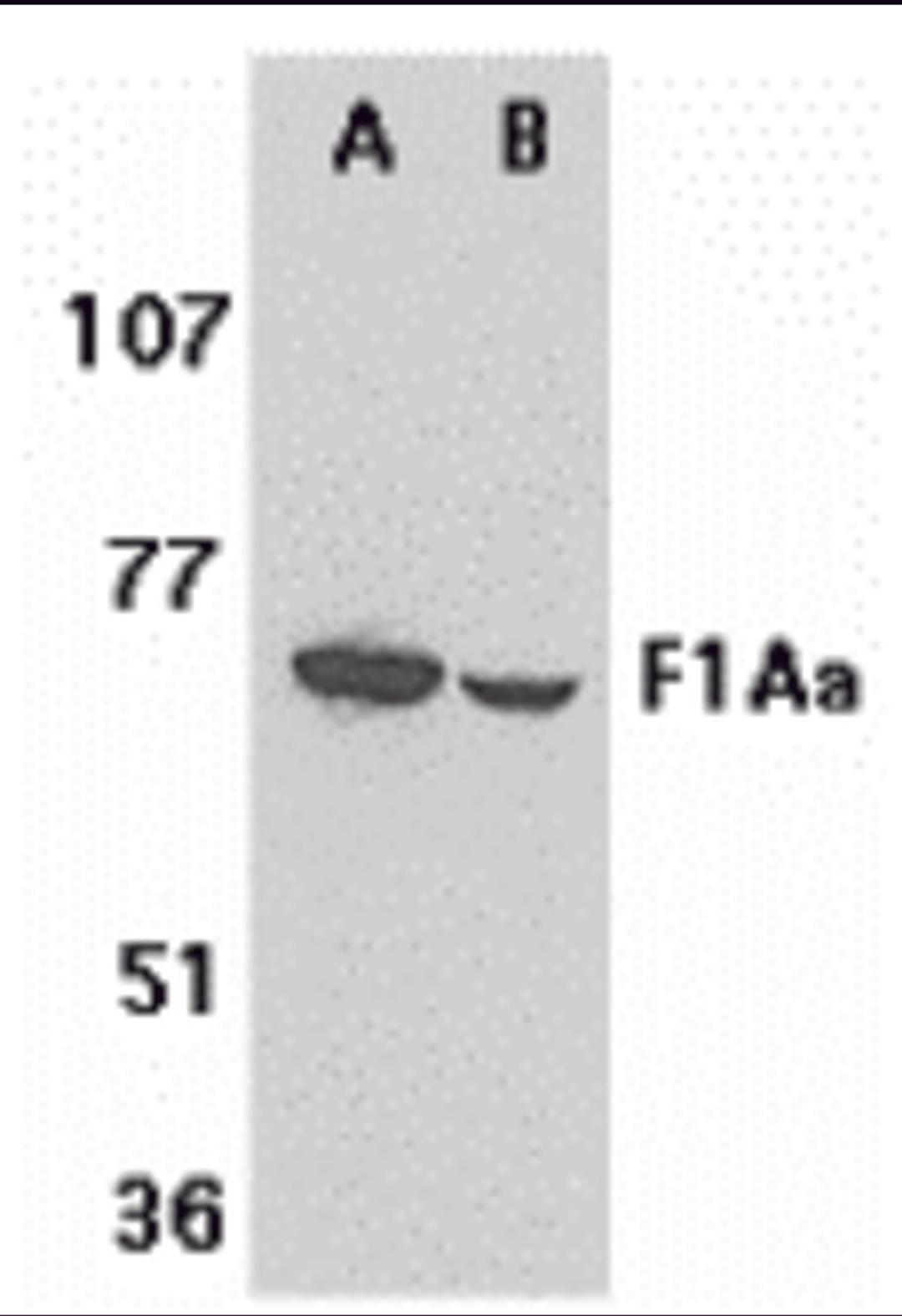 Western blot analysis of F1A alpha in mouse (A) and rat (B) liver tissue lysates with F1A alpha antibody at 1 μg/mL.