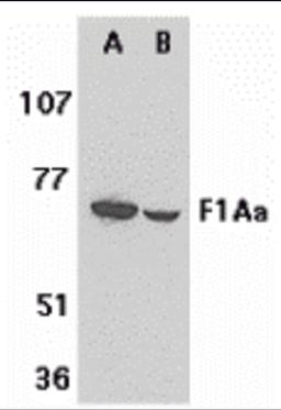 Western blot analysis of F1A alpha in mouse (A) and rat (B) liver tissue lysates with F1A alpha antibody at 1 μg/mL.