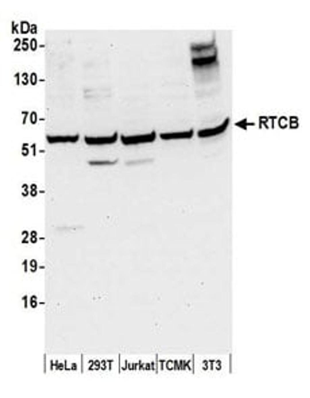 Detection of human and mouse RTCB by western blot.