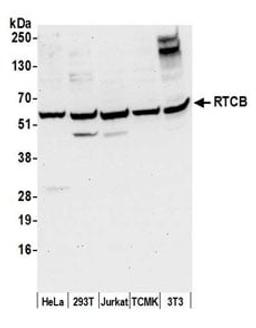 Detection of human and mouse RTCB by western blot.