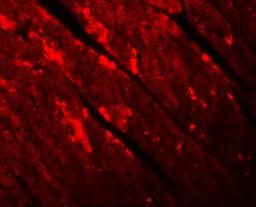 Immunocytochemistry/Immunofluorescence: TMEM34 Antibody [NBP1-77144] - Immunofluorescence of TMEM184C in mouse heart tissue with TMEM184B antibody at 20 ug/mL.