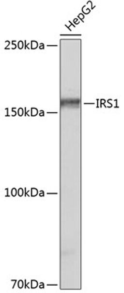 Western blot - IRS1 antibody (A19074)