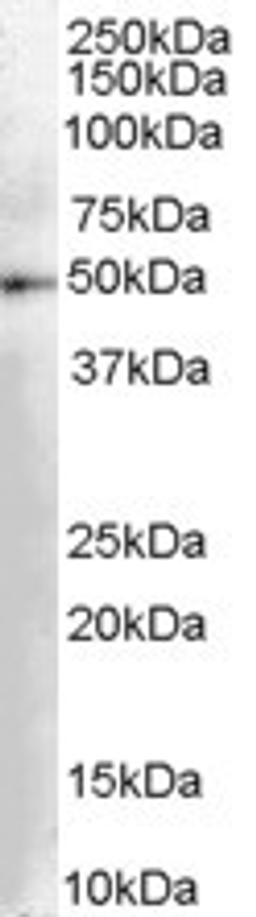 45-492 (0.03ug/ml) staining of Human Kidney lysate (35ug protein in RIPA buffer). Primary incubation was 1 hour. Detected by chemiluminescence.