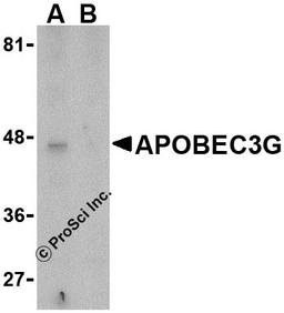 Western blot analysis of APOBEC3G expression in Caco-2 cell lysate in the (A), absence and (B) presence of blocking peptide with APOBEC3G antibody at 5 μg/mL.